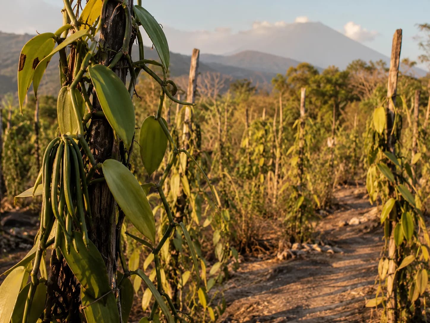 Vanilla vines climbing support trees on a highland farm, volcano visible in the distance