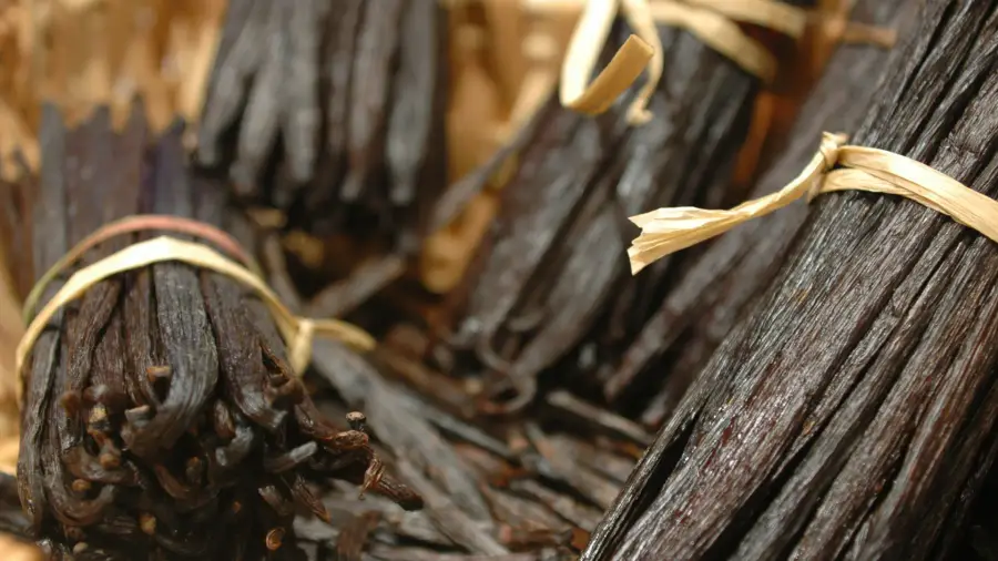 Cured Indonesian Vanilla Planifolia beans, dark brown and glossy, arranged in a bundle