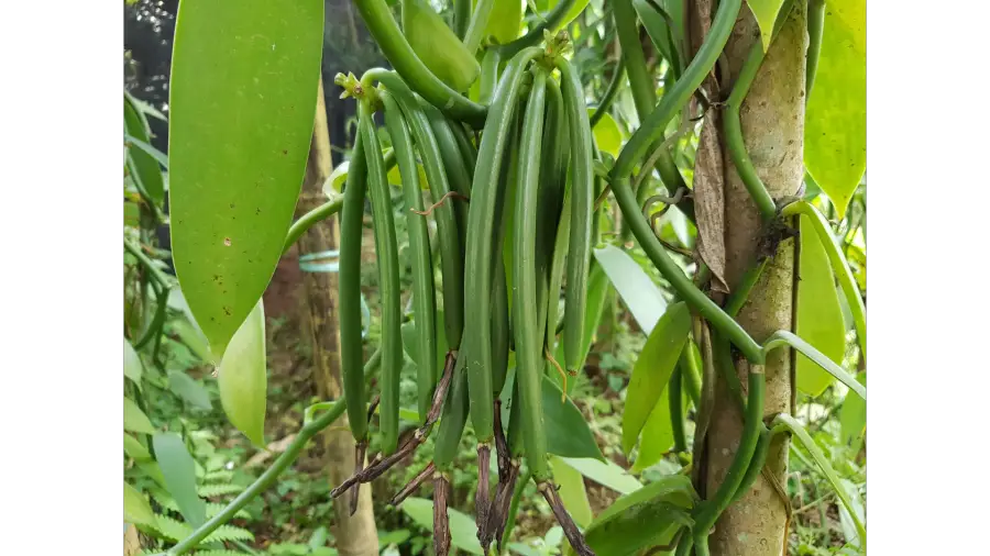 Green Vanilla Planifolia pods still on the vine before harvest
