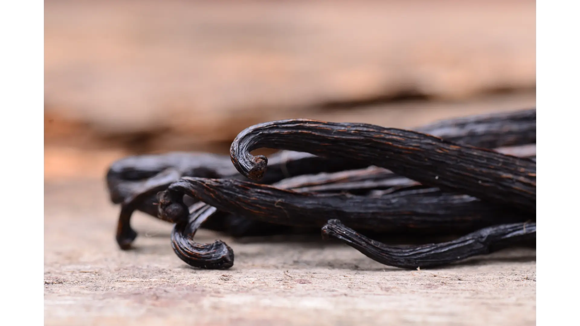 Indonesian Vanilla Tahitensis beans showing reddish-brown colour and plump shape
