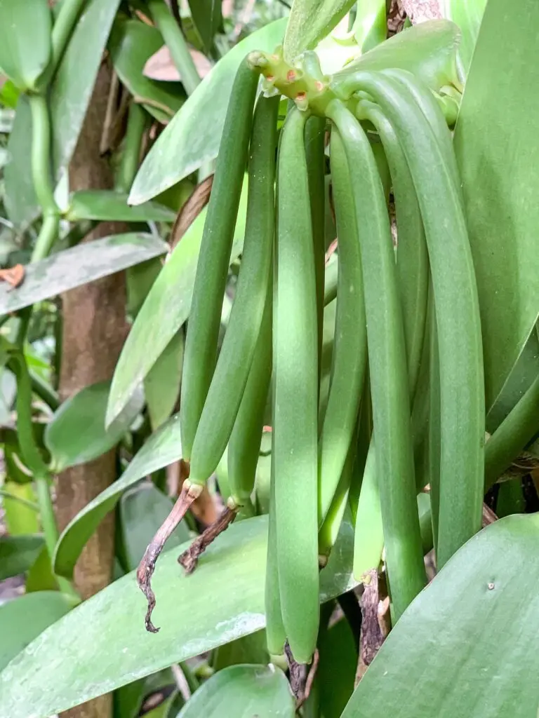 Vanilla Tahitensis pods ripening on the vine in Indonesia before harvest